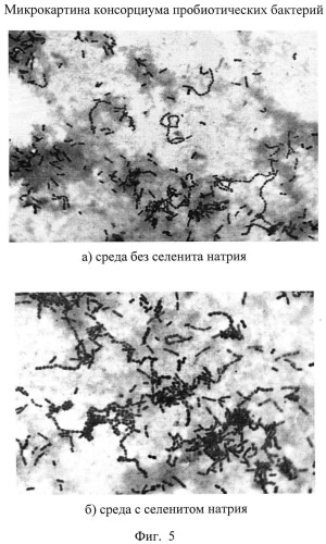 Способ получения бактериального концентрата консорциума пробиотических микроорганизмов (патент 2544052)