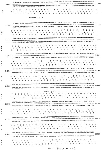 Vgc2 днк salmonella typhimurium, мутантная бактерия, обладающая пониженной способностью к адаптации к условиям окружающей среды, и способ ее получения (патент 2370541)