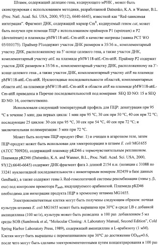 Способ получения l-аминокислот с использованием бактерии, принадлежащей к роду escherichia, в которой инактивирован один или несколько генов, кодирующих малые рнк (патент 2395567)