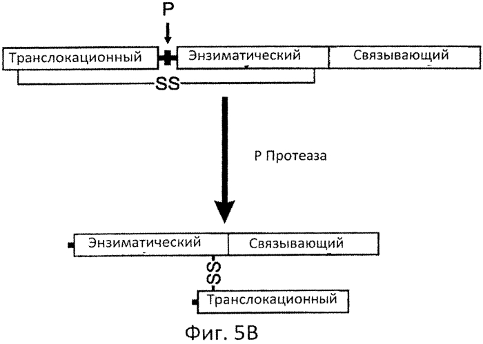 Разрушаемые клостридиальные токсины (патент 2561465)