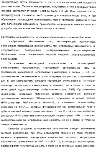 Селективная посттрансляционная модификация экспонируемых фагами полипептидов (патент 2459866)