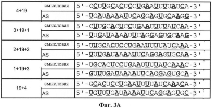 Новые структуры малых интерферирующих рнк (sirna) (патент 2487716)