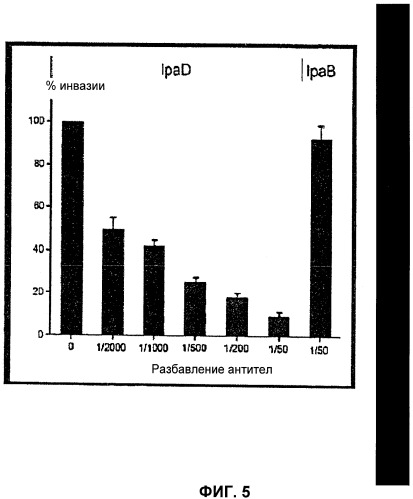 Ipad-белок shigella и его применение в качестве вакцины против инфекций, вызываемых shigella (патент 2450826)