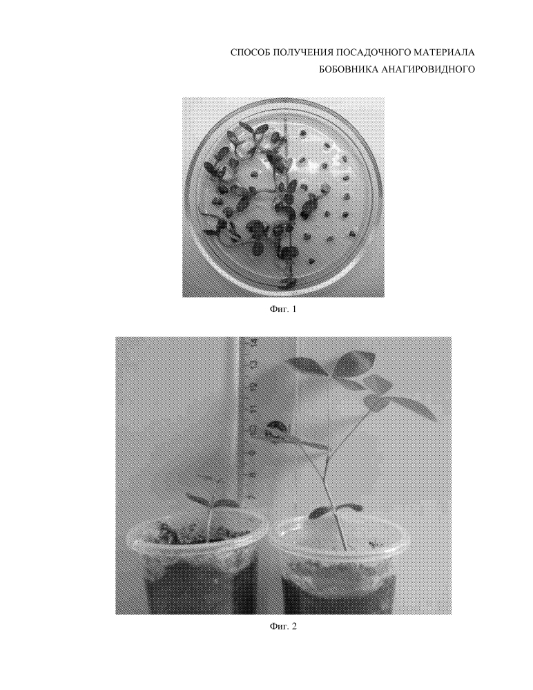 Способ получения посадочного материала бобовника анагировидного (патент 2608638)