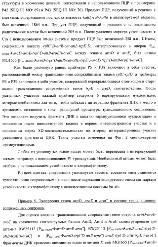 Способ конструирования оперонов, содержащих трансляционно сопряженные гены (патент 2411292)