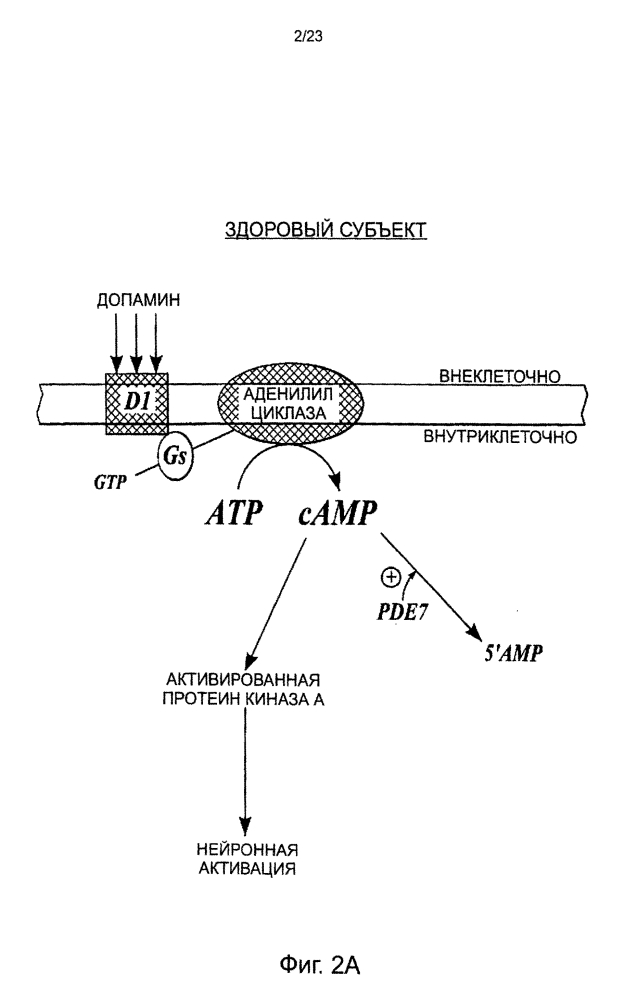 Использование ингибиторов pde7 для лечения нарушений движений (патент 2600869)
