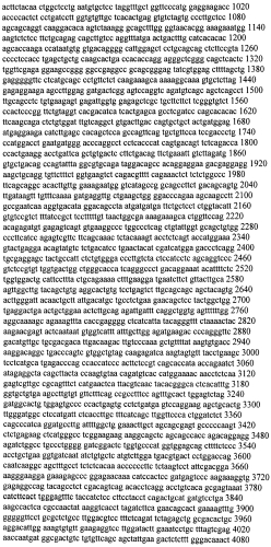 Модуляция экспрессии гентингтина (патент 2562861)