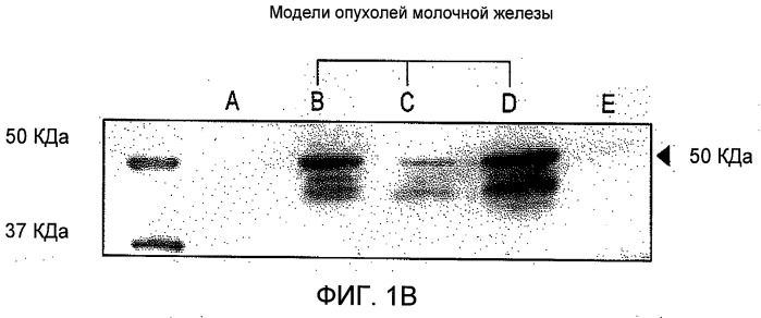 Scfv cинтетический аналог вариабельных участков моноклонального антитела 6313/g2 к рецептору ангиотензина ii типа 1 (патент 2512071)