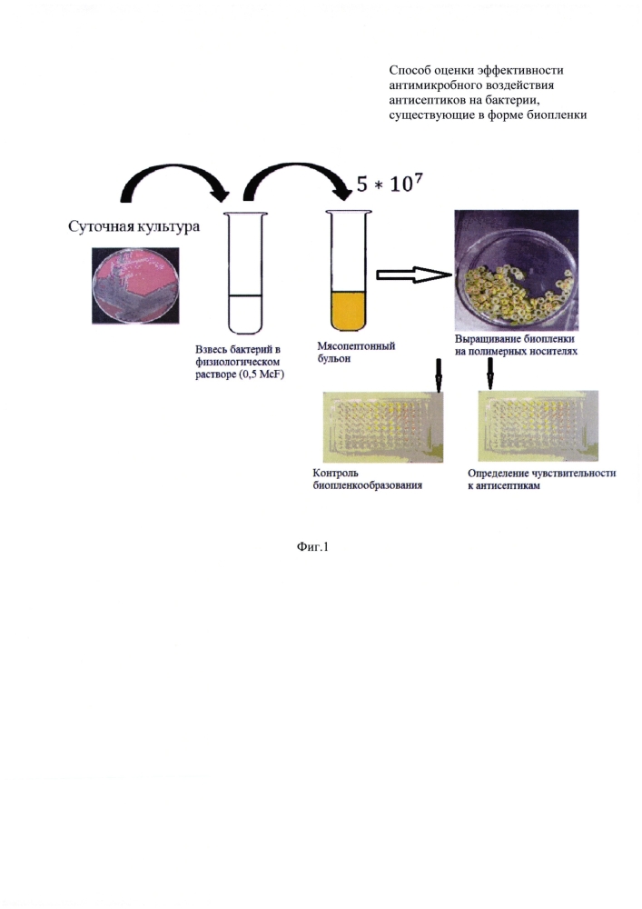 Способ оценки эффективности антимикробного воздействия антисептиков на бактерии, существующие в форме биопленки (патент 2603100)