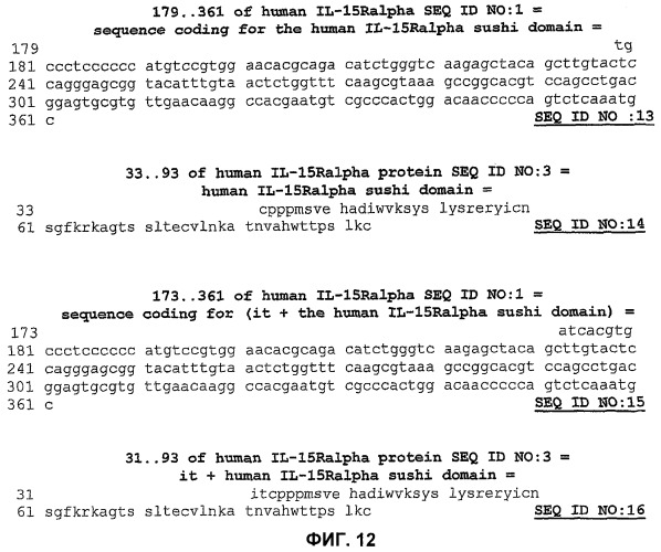 Соединение, предназначенное для стимуляции пути передачи сигнала через il-15rбета/гамма, с целью индуцировать и/или стимулировать активацию и/или пролиферацию il-15rбета/гамма-положительных клеток, таких как nk-и/или t-клетки, нуклеиновая кислота, кодирующая соединение, вектор экспрессии, клетка-хозяин, адъювант для иммунотерапевтической композиции, фармацевтическая композиция и лекарственное средство для лечения состояния или заболевания, при котором желательно повышение активности il-15, способ in vitro индукции и/или стимуляции пролиферации и/или активации il-15rбета/гамма-положительных клеток и способ получения in vitro активированных nk-и/или t-клеток (патент 2454463)