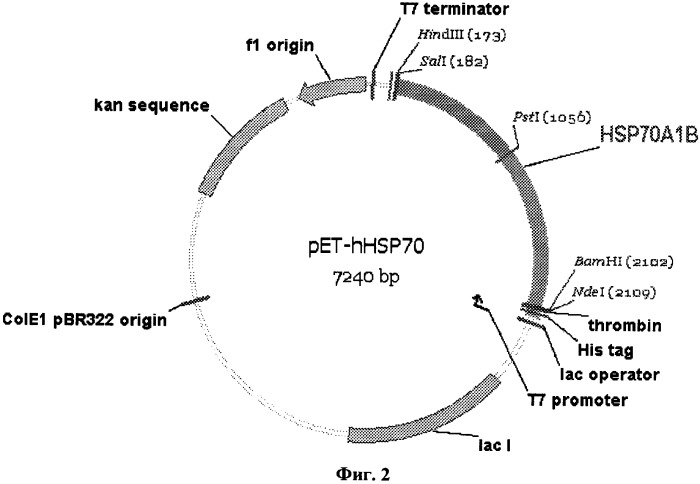 Штамм e.coli bl21(de3)/pet-hhsp70 - продуцент белка теплового шока человека hsp70 (патент 2333956)