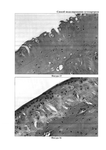Способ моделирования остеоартроза (патент 2587039)