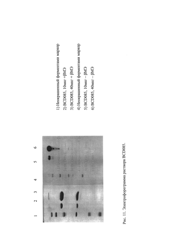 Анти-il-17-антитела, способ их получения и способ применения (патент 2577228)