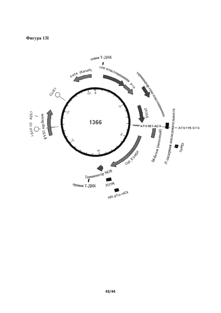 Получение вирусоподобных частиц в растениях (патент 2655431)