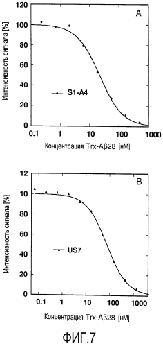 Мутеины липокалина 2 человека (lcn2, hngal) с аффинностью для определенной мишени (патент 2564125)