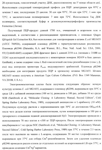 Бактерия - продуцент 1-бутанола и способ получения 1-бутанола (патент 2431672)