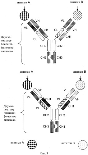 Двухвалентные биспецифические антитела (патент 2547615)