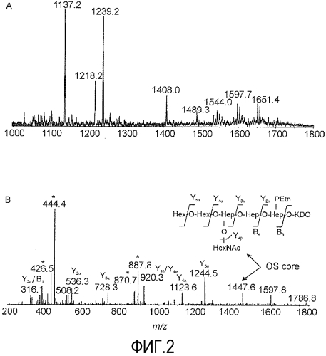 Внешний коровой эпитоп липополисахарида н. pylori (патент 2558257)