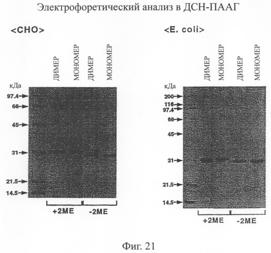 Модифицированное агонистическое антитело (патент 2295537)