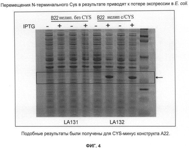 Нелипидизированные варианты антигенов neisseria meningitidis orf2086 (патент 2546873)