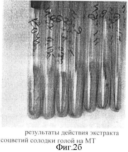 Экстракт солодки голой, обладающий противотуберкулезной активностью (патент 2362577)