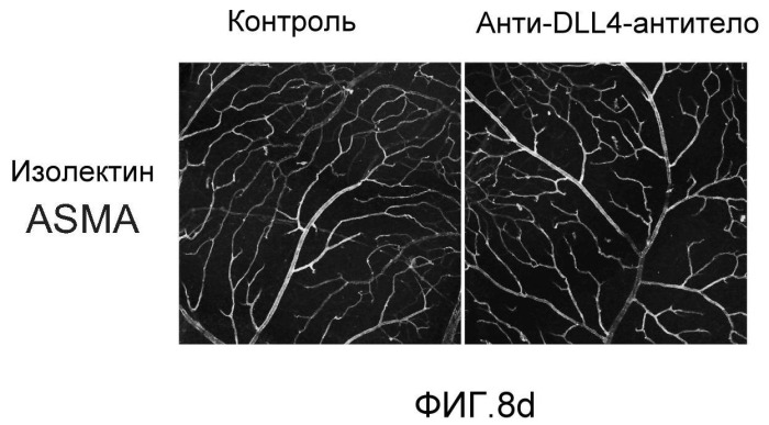Антитела против dll4 и способы их применения (патент 2415869)