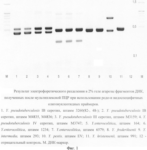 Способ детекции бактерий рода yersinia и дифференциации патогенных для человека видов иерсиний методом мультиплексной полимеразной цепной реакции (патент 2385941)