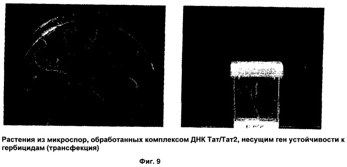 Способ трансфекции и трансдукции растительных клеток (патент 2485180)