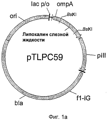 Мутеины липокалина слезной жидкости, обладающие аффинностью к с-мет рецепторной тирозинкиназе человека и способы их получения (патент 2515063)