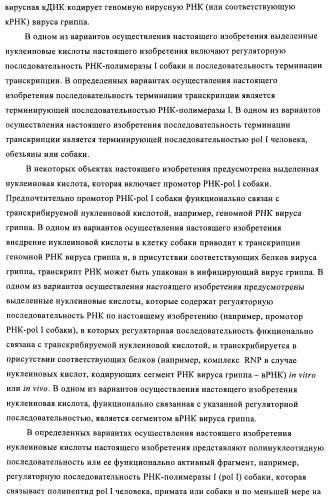 Способы и композиции для экспрессии антисмысловой вирусной рнк в клетках собаки (патент 2457250)