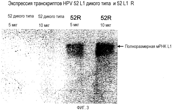 Оптимизированная экспрессия hpv 52 l1 в дрожжах (патент 2373219)