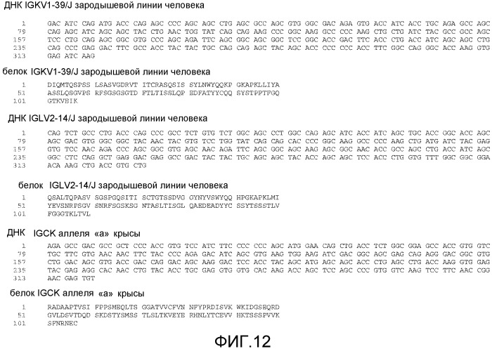 Продуцирующие антитела млекопитающие, не являющиеся человеком (патент 2559524)