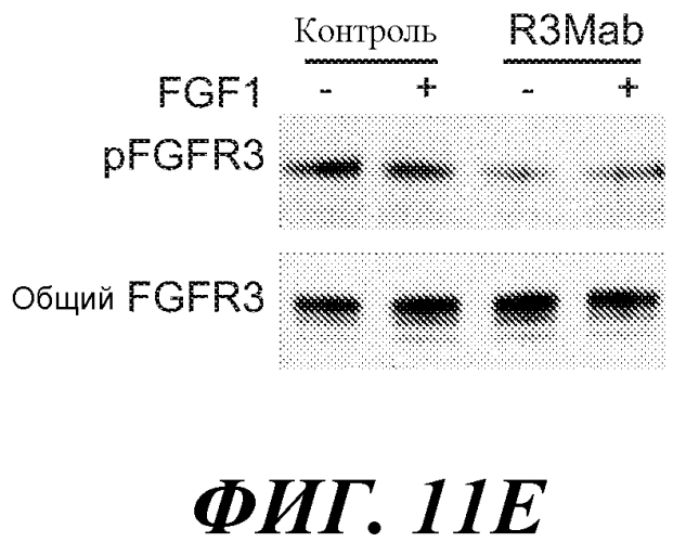 Антитела против fgfr3 и способы их применения (патент 2568066)