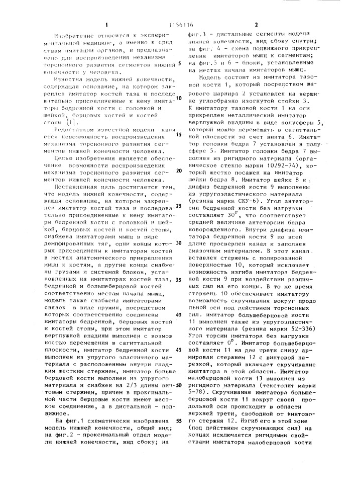 Модель нижней конечности (патент 1156116)
