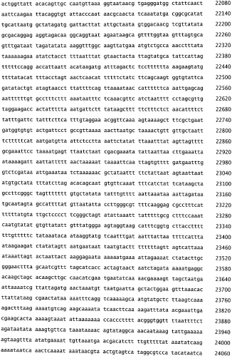 Бактериофаг, обладающий активностью против pseudomonas aeruginosa, белки бактериофага и способы их применения (патент 2580248)