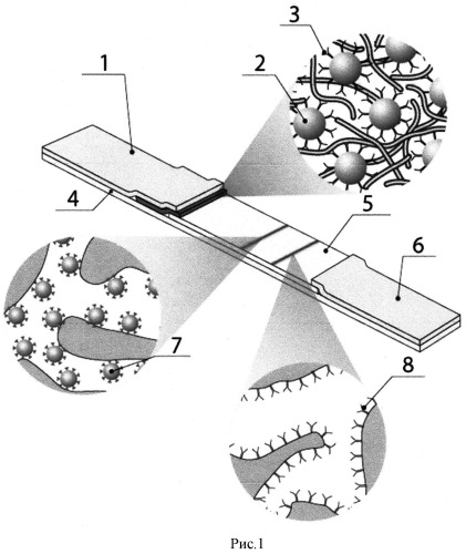 Способ иммунохроматографического определения специфических антител (патент 2545909)