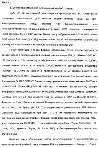 Выделенный полипептид, связывающий рецептор zalpha11-лиганда (варианты), кодирующий его полинуклеотид (варианты), вектор экспрессии (варианты) и клетка-хозяин (варианты) (патент 2346951)