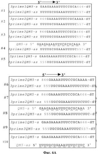 Новые структуры малых интерферирующих рнк (sirna) (патент 2487716)