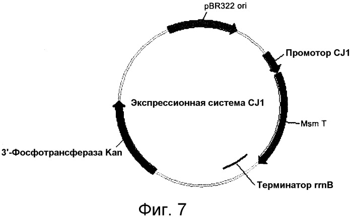 Мутантные о-фосфосеринсульфгидрилазы и способ получения цистеина с их применением (патент 2541782)