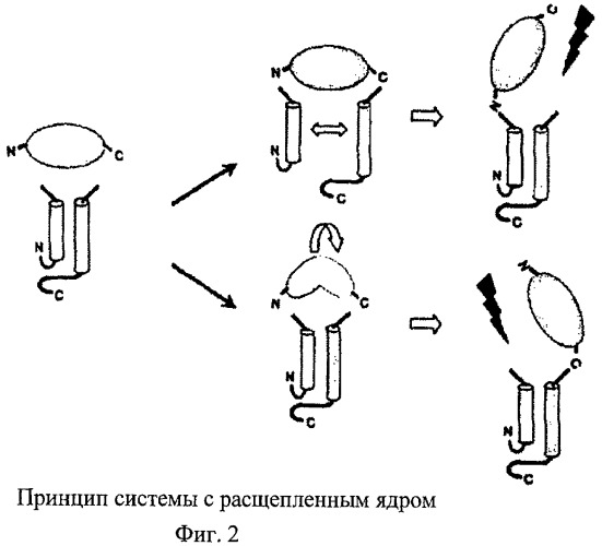 Частицы с расщепленным ядром, предназначенные для презентации чужеродных молекул, прежде всего для применения в вакцинах, и способ их получения (патент 2454462)