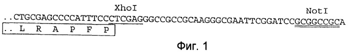 Модифицированный коагулирующий фактор viia с продленным временем полужизни (патент 2466141)