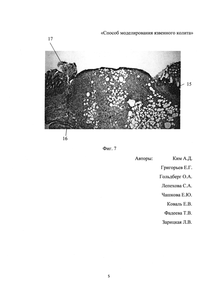 Способ моделирования язвенного колита (патент 2604044)