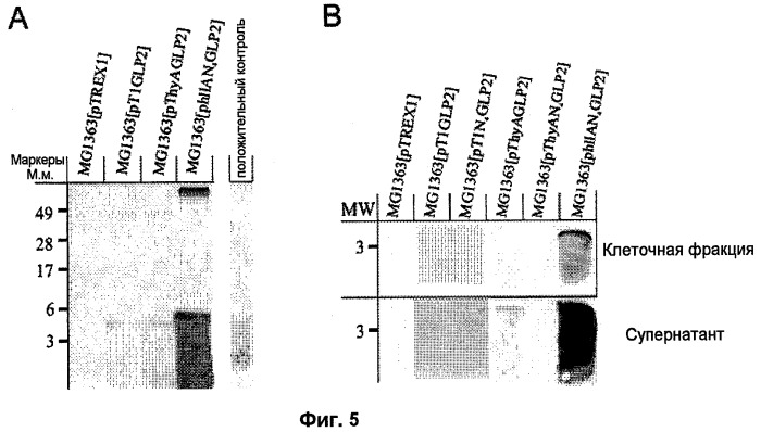 Промоторы lactococcus и их применение: (патент 2495129)
