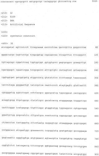 Плазмидный вектор phyp с повышенной сегрегационной стабильностью для экспрессии рекомбинантного белка, бактерия - продуцент предшественника рекомбинантного белка и способ получения рекомбинантного белка (патент 2496877)