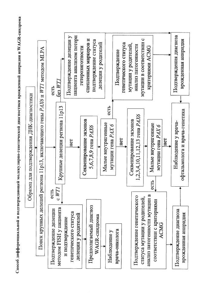 Способ дифференциальной и подтверждающей молекулярно-генетической диагностики врожденной аниридии и wagr-синдрома (патент 2641254)