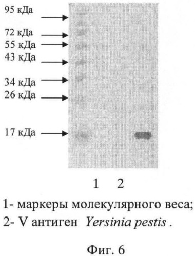 Штамм гибридных клеток животных mus musculus 5g6 - продуцент моноклональных антител, специфичных к v антигену yersinia pestis (патент 2478703)