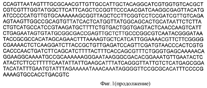 Кодирующая днк (кднк) для получения вирусоподобных частиц вируса гепатита с, способ получения вирусоподобных частиц и фармацевтическая композиция на их основе (патент 2375449)