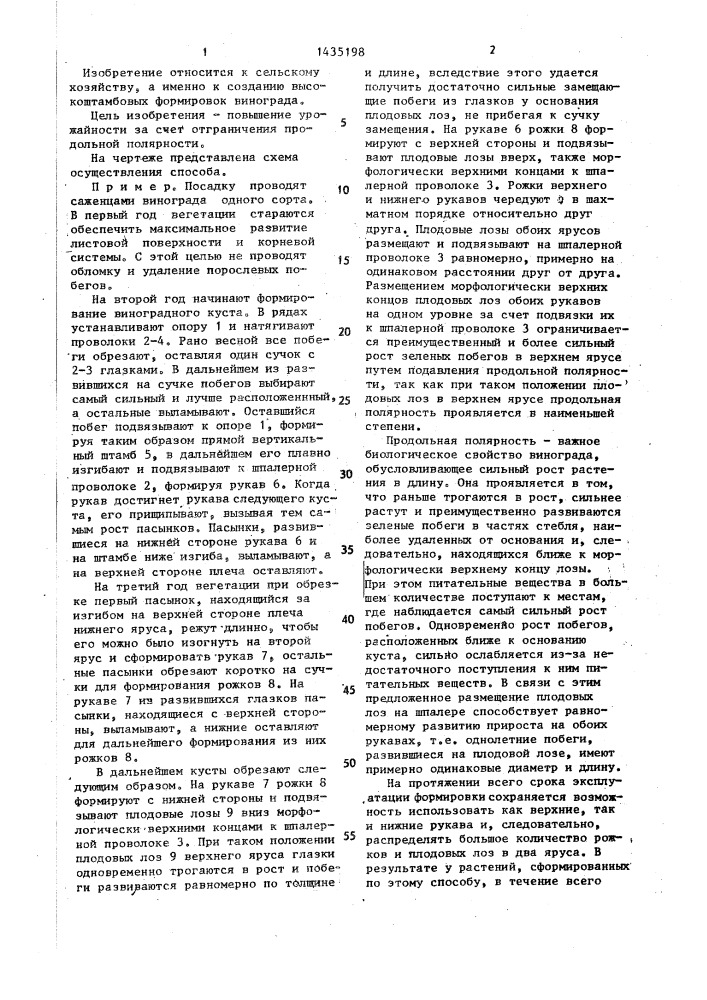 Способ формирования виноградного куста (патент 1435198)