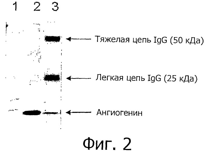 Обогащенные ангиогенином фракции молока (патент 2538654)