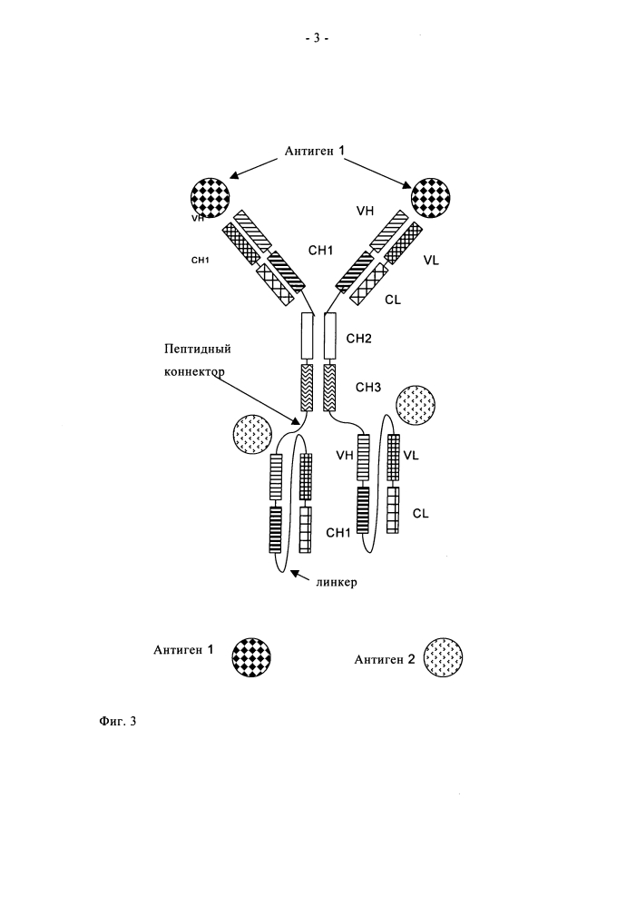 Полиспецифичные антитела, включающие антитела полной длины и одноцепочечные фрагменты fab (патент 2598248)